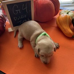 Girl 4 - Cream female Dachshund puppy in Jackson, Mississippi from Doxies Galore