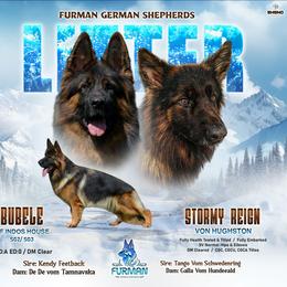 German Shepherd puppies from Furman German Shepherds