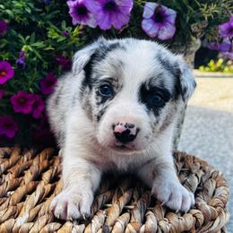 Boy 3 - orange collar - blue merle - Blue merle male Border Collie puppy in Minden, Iowa from Rocking N Registered Border Collies & Labradors
