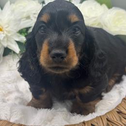 Flyer - Black and tan male Dachshund puppy in Exeter, California from Sawtooth Miniature Dachshunds