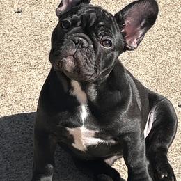 French Bulldog Puppies from Peche Mignon French Bulldogs