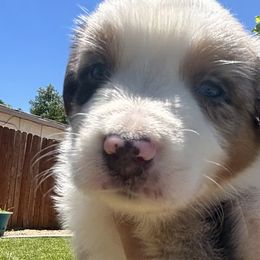 Aussiedoodles, Bernedoodles, and Miniature Australian Shepherds from MC Doodles