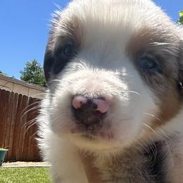 Aussiedoodles, Bernedoodles, and Miniature Australian Shepherds from MC Doodles