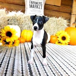 Bianca Male 3 - Black male Italian Greyhound puppy in Caryville Fl And Sparta Tn, Tennessee from Summerwind Kennel