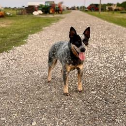 Cherry - Australian Cattle Dog