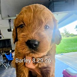 Barley - Red  male Goldendoodle puppy in Red Oak, Iowa from Fisher Pups-Stay Golden with a Doodle