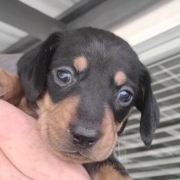MISS BEA - Black and tan female Dachshund puppy in Paradise, Texas from C and J Minis