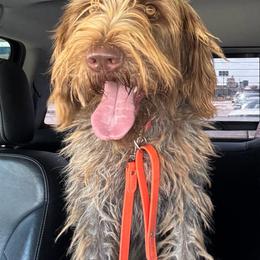 Boone - Wirehaired Pointing Griffon