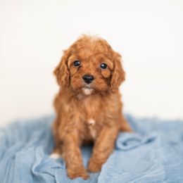 Chardonnay - Red female Cavapoo puppy in Daphne, Alabama from Harper Doodles