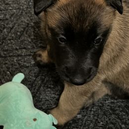 Belgian Malinois Puppies from MonStar Malinois