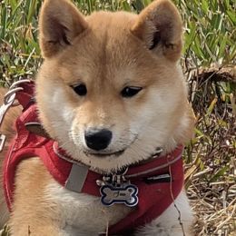Shiba Inu puppies from Animal Farm Shiba Inus & Mameshibas