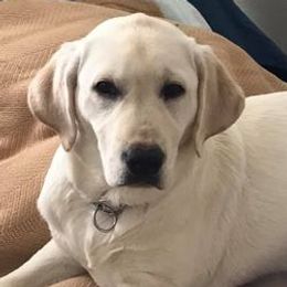 Dachshunds and Labrador Retrievers from Kinyon Dee’s Doggies