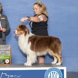 Torque - Australian Shepherd