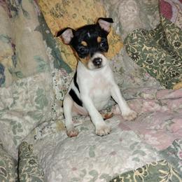 Girl 1 - White black and tan female Rat Terrier puppy in Mariposa, California from Usona Rat Terriers