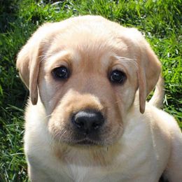 Labrador Retrievers from Cache Creek Labradors