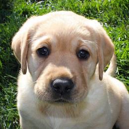 Labrador Retrievers from Cache Creek Labradors