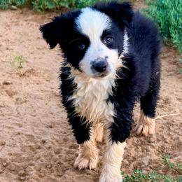 Nita - Black & white female Australian Shepherd puppy in Mineral Wells, Texas from A6 Australian Shepards