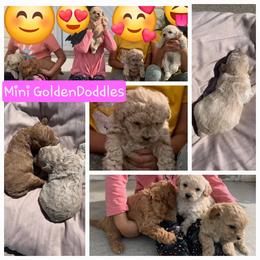 Poodle Puppies from Caboodles Of Poodles