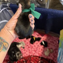 Green collar - Black male Shih Tzu puppy in Kosciusko, Mississippi from The Dog House LLC