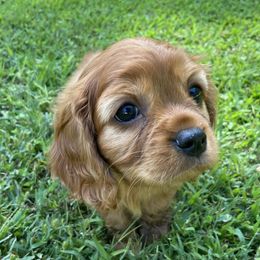 Cavalier King Charles Spaniel Puppies from Brentmoor Cavaliers