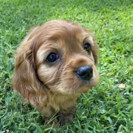 Cavalier King Charles Spaniel Puppies from Brentmoor Cavaliers