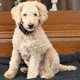Sammie - Aussiedoodle