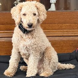 Sammie - Aussiedoodle