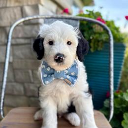 Corn Dog - Black and white male Sheepadoodle puppy in Adams, Nebraska from Boxcar Doodles and Poodles