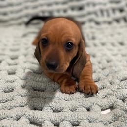 Saucy - Red female Dachshund puppy in Purdy, Missouri from Shotgun Pups