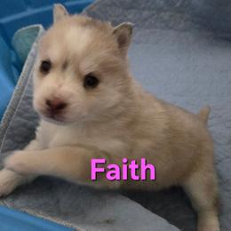 FAITH - Silver female Pomsky puppy in Coatesville, Pennsylvania from Peaceful Pomskys