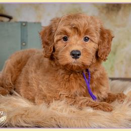 Magnolia - Red  female Goldendoodle puppy in Connersville, Indiana from Deaz Doodle Ranch