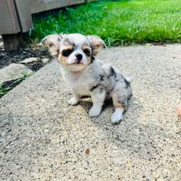 Jasper - Blue merle male Chihuahua puppy in Dayton, Ohio from Petite Pups Chihuahuas