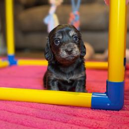 Dixie - Black and cream female Dachshund puppy in Hornbeck, Louisiana from A&Z Mini Dachshunds