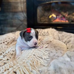 Sarah - American Bully puppy from Bosnian Royal Bullies