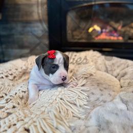 Sarah - American Bully puppy from Bosnian Royal Bullies