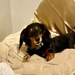 Cindy - Dachshund