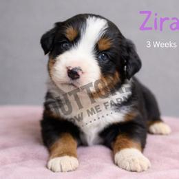 Zira - Black tri female Miniature Australian Shepherd puppy in Oronogo, Missouri from Dutton's Show Me Farms