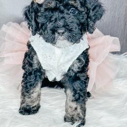Chai - Phantom female Bernedoodle puppy in Otisville, Michigan from Danie’s Darling Doodles LLC