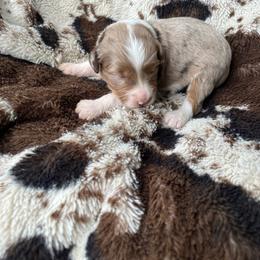 Edisto - Red merle male Aussiedoodle puppy in Cleveland, Tennessee from C&S Kennels