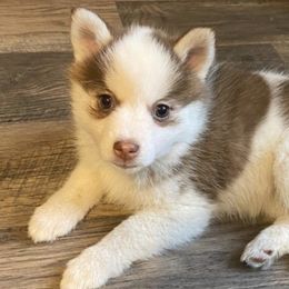 Bernedoodles and Pomskies from T-Rose’s Bernedoodle & Pomsky Puppies