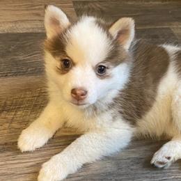 Bernedoodles and Pomskies from T-Rose’s Bernedoodle & Pomsky Puppies