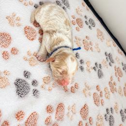 Aussiedoodle, Bernedoodle, Cavapoo, Goldendoodle, and Newfypoo Puppies from Haaspawz