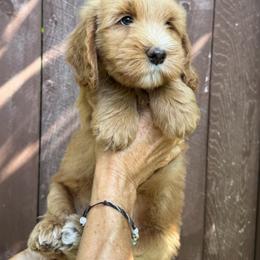 Roe's Blue Boy - Apricot male Goldendoodle puppy in Brea, California from River Doodles