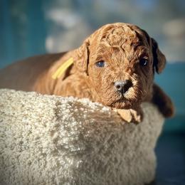 Bell - Red  female Poodle puppy in Palm Beach County, Florida from Benji’s Cockapoos