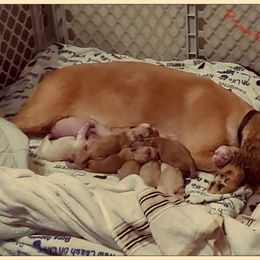 Cocker Spaniel Puppies from -PrincetonzSpanielz-