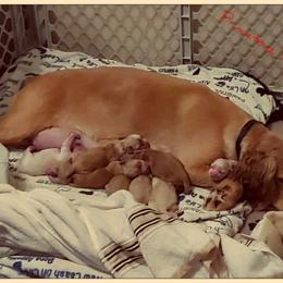 Cocker Spaniel Puppies from -PrincetonzSpanielz-