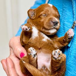 Bonnie - Red  female Goldendoodle puppy in Great Falls, Montana from AnneLuna Goldendoodles