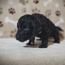 Poodle Puppies from Blue Paws Kennel
