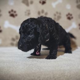 Poodle Puppies from Blue Paws Kennel