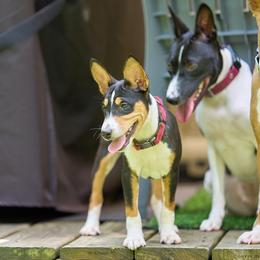 Basenji Puppies from Haus Annandael Basenjis